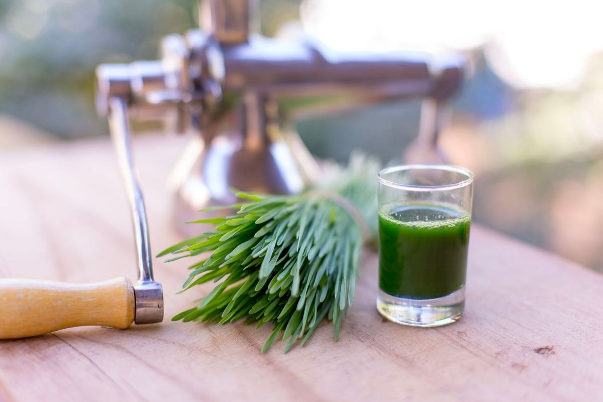 What is wheat grass and why I need it?